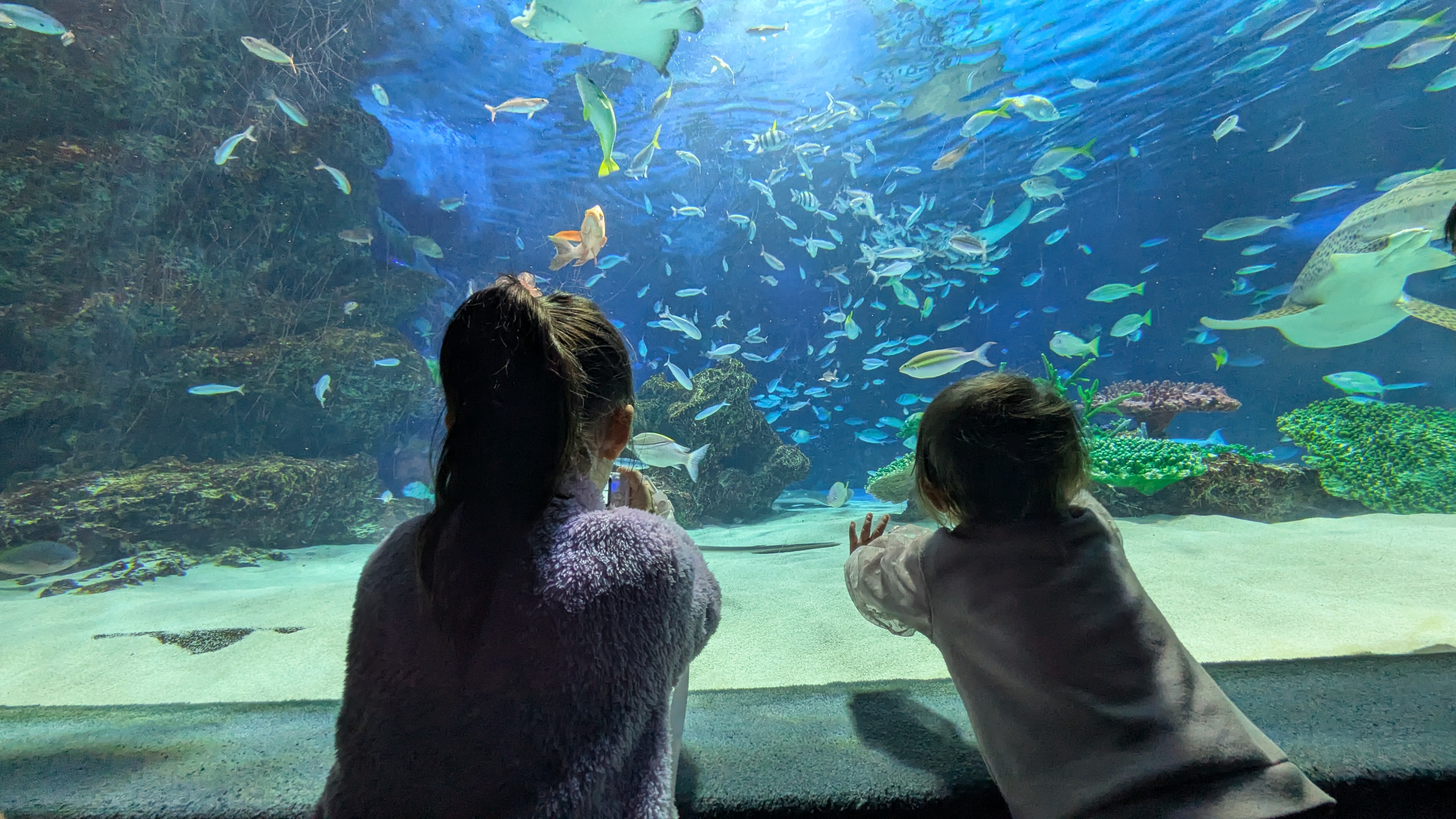 水族館の年間パスポートを買いました
